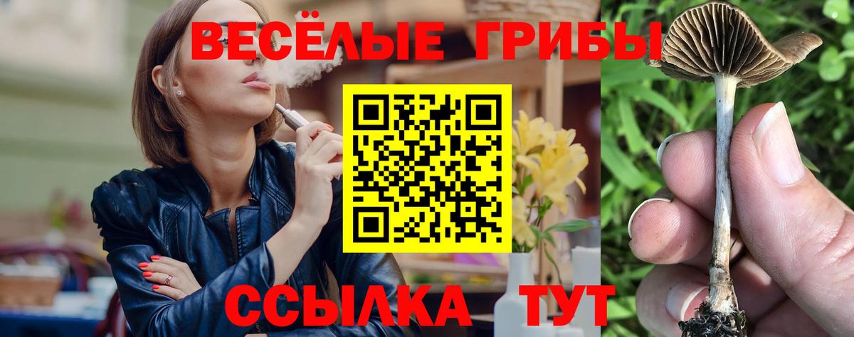 Галлюциногенные грибы Psilocybine cubensis  Галлюциногенные грибы Psilocybine cubensis  Будённовск 